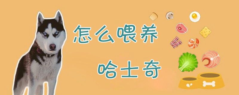 怎么喂養(yǎng)哈士奇1