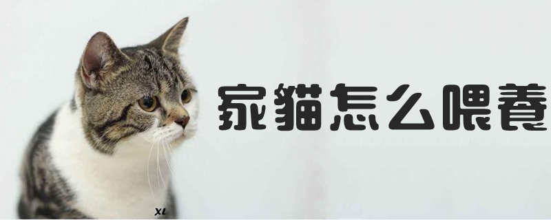 家貓怎么喂養(yǎng)