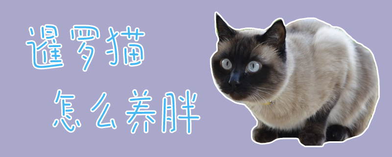 暹羅貓怎么養(yǎng)胖