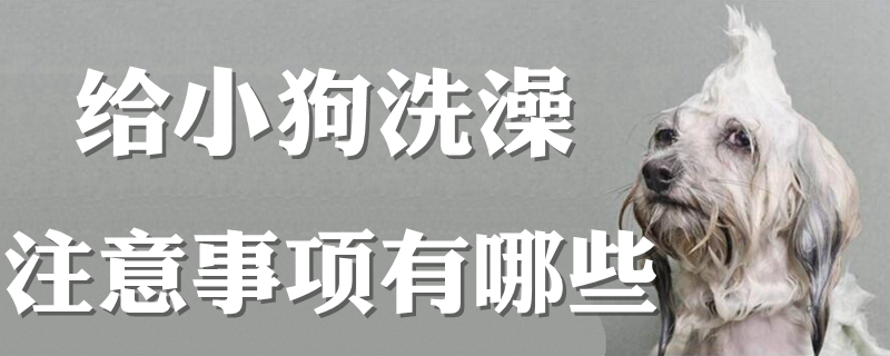給小狗洗澡注意事項有哪些