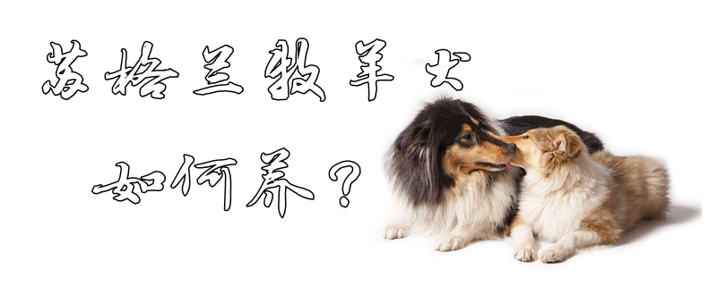 蘇格蘭牧羊犬如何養