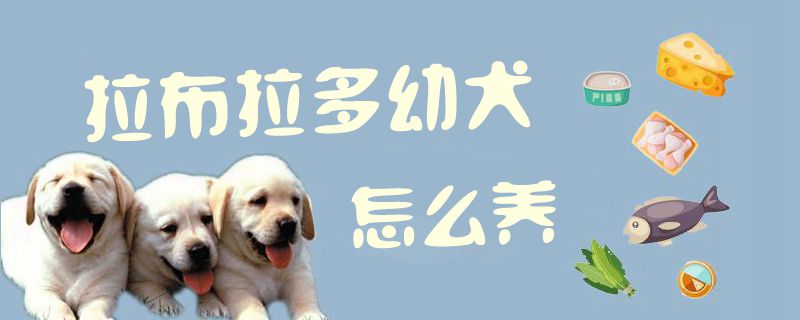 拉布拉多幼犬怎么養1