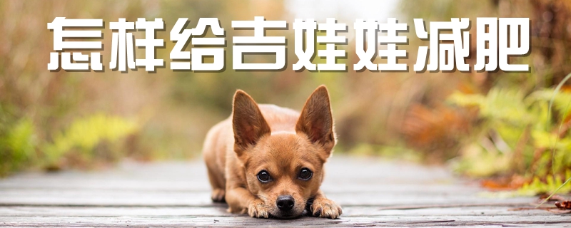 怎樣給吉娃娃減肥