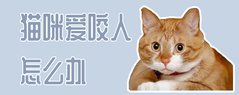 貓咪愛咬人怎么辦