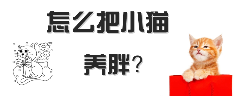 怎么把小貓養胖
