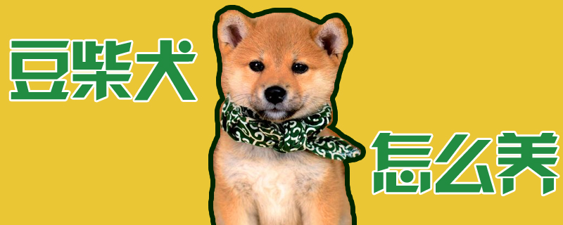 豆柴犬怎么養