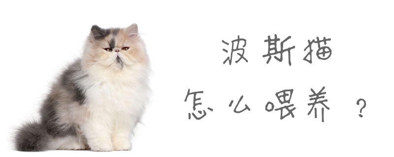 波斯貓?jiān)趺次桂B(yǎng)