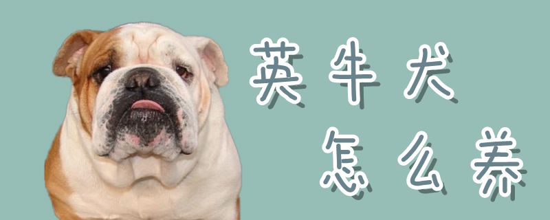 英牛犬怎么養