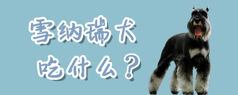 雪納瑞犬吃什么