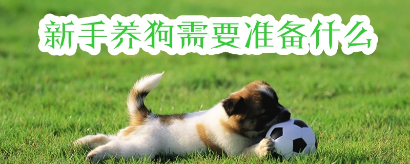 新手養狗需要準備什么