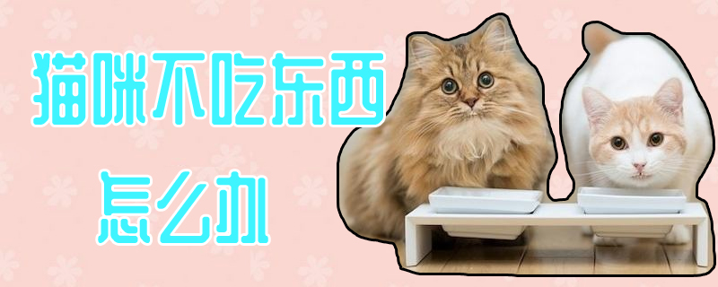 貓咪不吃東西怎么辦