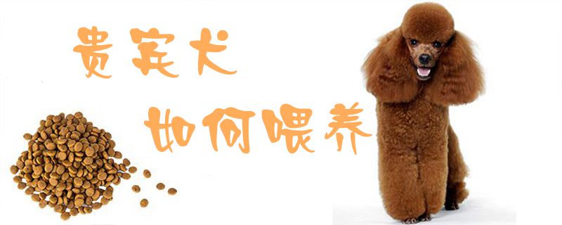 貴賓犬如何喂養1