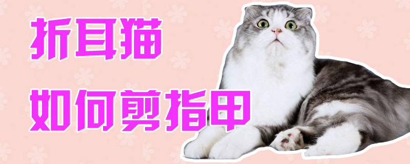 折耳貓如何剪指甲
