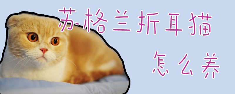 蘇格蘭折耳貓?jiān)趺答B(yǎng)