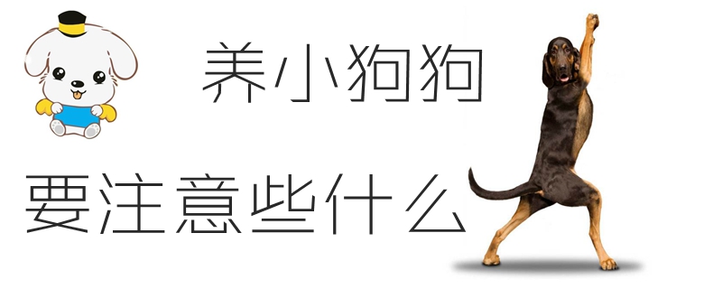 養小狗狗要注意些什么