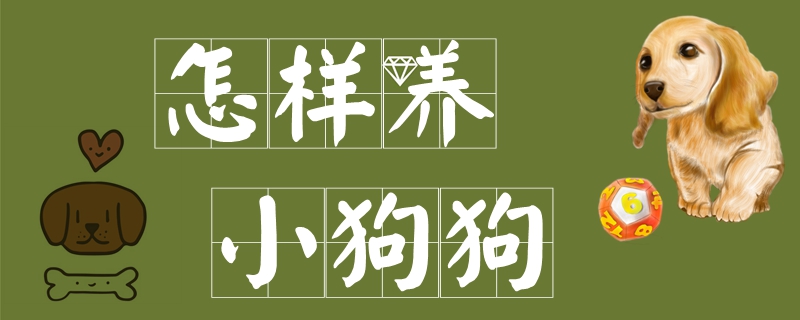 怎樣養小狗狗