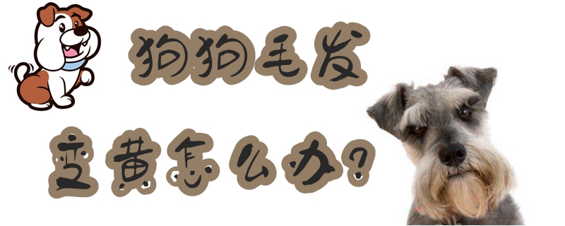 狗狗毛發變黃怎么辦