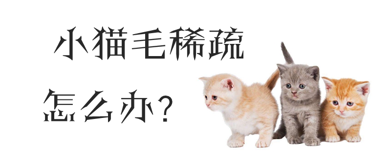 小貓毛稀疏怎么辦