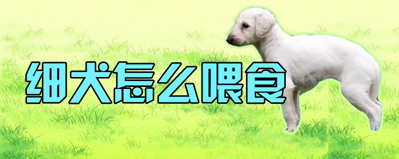 細(xì)犬怎么喂食