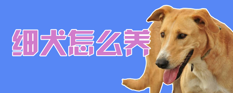 細犬怎么養
