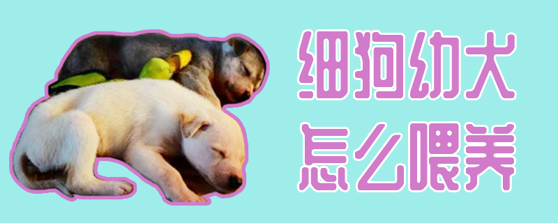 細狗幼犬怎么喂養