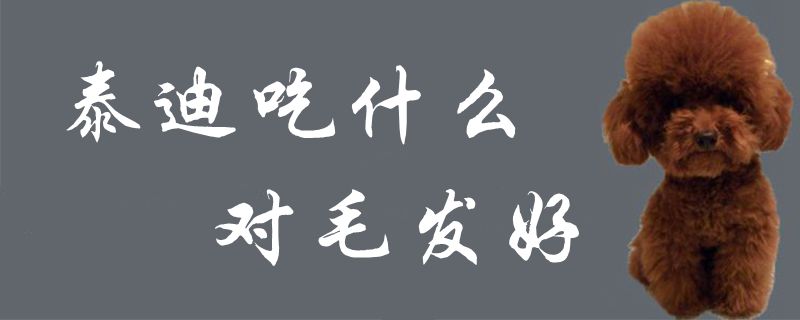 泰迪吃什么對(duì)毛發(fā)好1