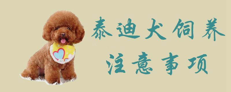 泰迪犬飼養(yǎng)注意事項1