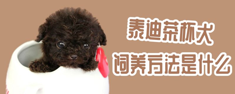 泰迪茶杯犬飼養方法是什么