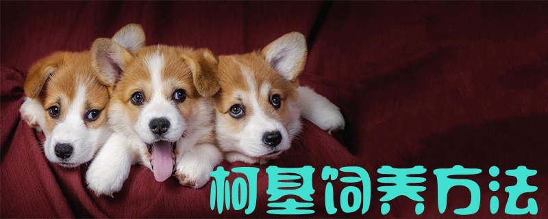 柯基飼養方法1