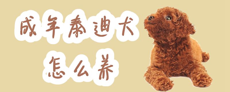 成年泰迪犬怎么養