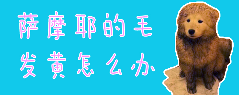 薩摩耶的毛發(fā)黃怎么辦