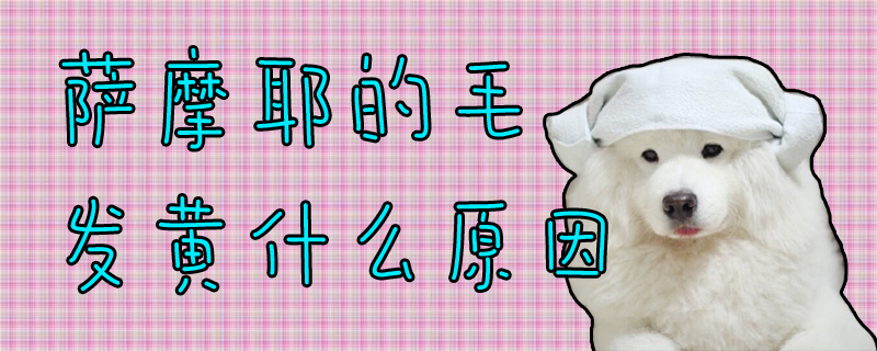 薩摩耶的毛發黃什么原因