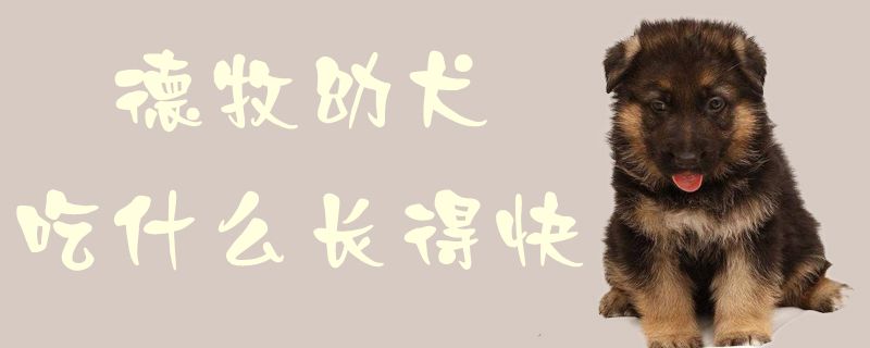 德牧幼犬吃什么長(zhǎng)得快1