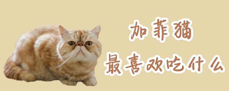 加菲貓最喜歡吃什么