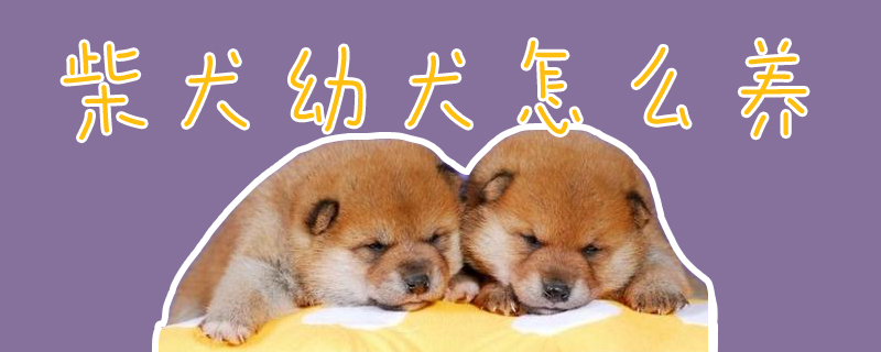 柴犬幼犬怎么養