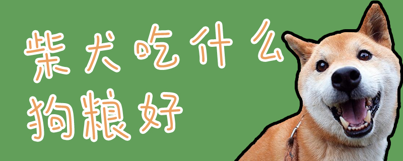 柴犬吃什么狗糧好
