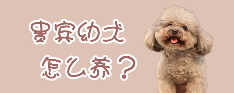 貴賓幼犬怎么養