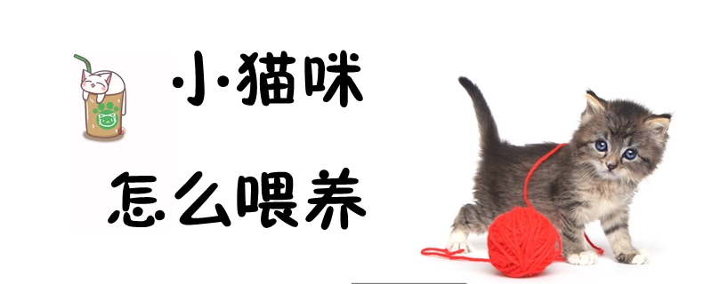 小貓咪怎么喂養
