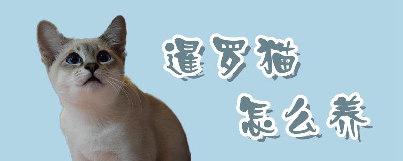 暹羅貓怎么養