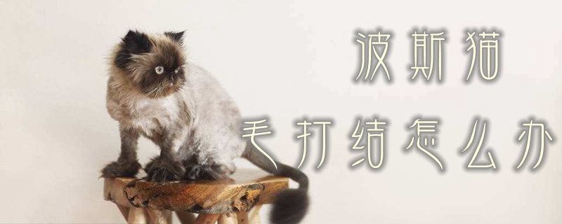 波斯貓毛打結怎么辦