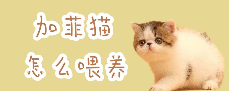 加菲貓怎么喂養