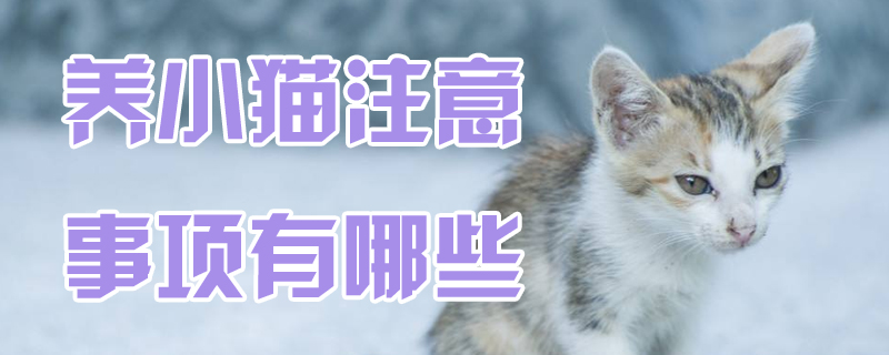 養小貓注意事項有哪些