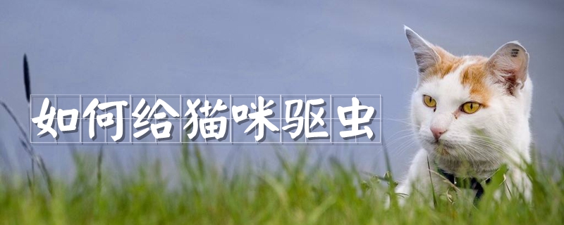 如何給貓咪驅(qū)蟲