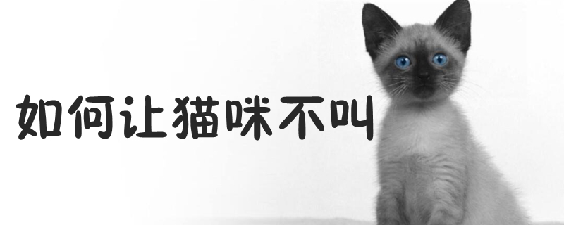 如何讓貓咪不叫