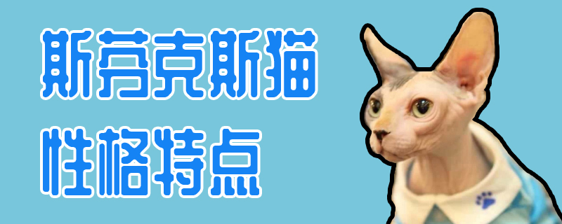 斯芬克斯貓性格特點