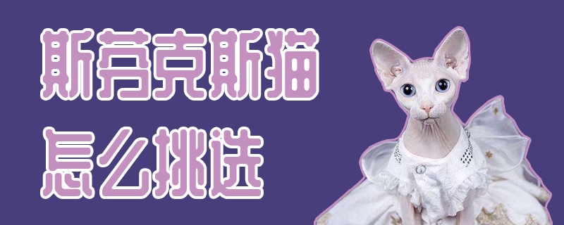 斯芬克斯貓怎么挑選