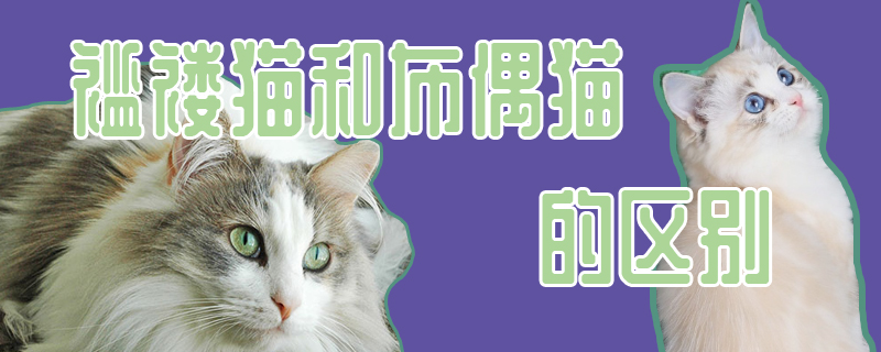 襤褸貓和布偶貓的區別