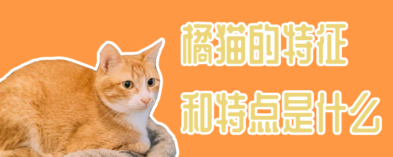 橘貓的特征和特點(diǎn)是什么