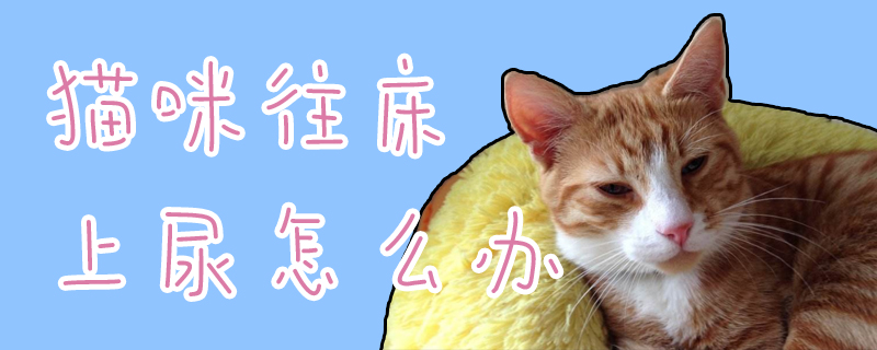 貓咪往床上尿怎么辦
