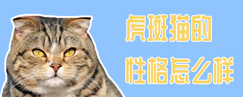 虎斑貓的性格怎么樣